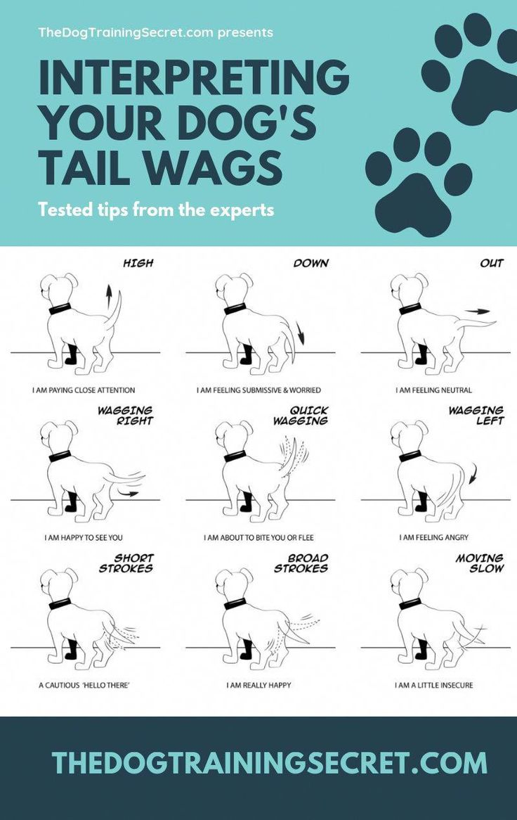 How To Read Dog Body Language TheDogTrainingSecret 