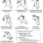 Image Result For Horse Body Language Horse Care Horse Ears Horse Health
