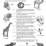 Science Worksheet Animal Adaptations The Mailbox Animal