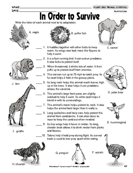 Science Worksheet Animal Adaptations The Mailbox Animal 