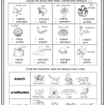 Vertebrates Invertebrates Interactive Notebook Worksheet